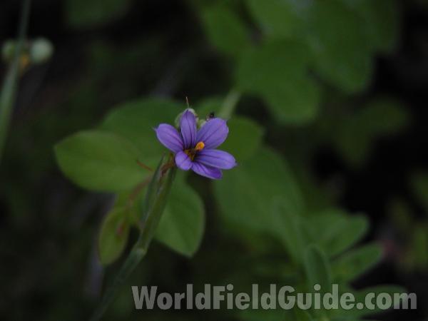 Flower<br>(Location of Picture: Blue Lake, Washington, USA)