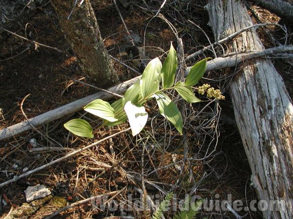 Habitat<br>(Location of Picture: Conconully, Wa, USA)