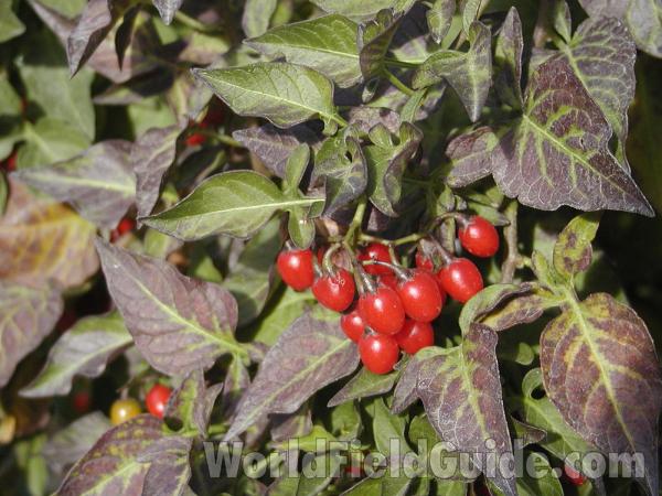 Berries<br>(Location of Picture: Wannacut, Washington, USA)