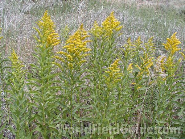 Habitat<br>(Location of Picture: Washington, USA)