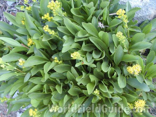 Top Of Plants<br>(Location of Picture: Conconully, Washington, USA)
