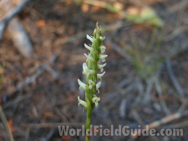 Flowers<br>(Location of Picture: Conconully, Washington, USA)
