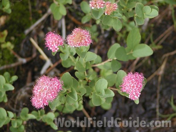 Top Of Plant<br>(Location of Picture: Conconully, Washington, USA)