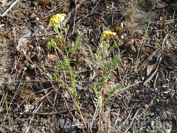 Habitat<br>(Location of Picture: Winthrop, Washington, USA)