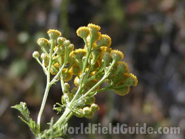 Under Side Of Flower<br>(Location of Picture: Winthrop, Washington, USA)