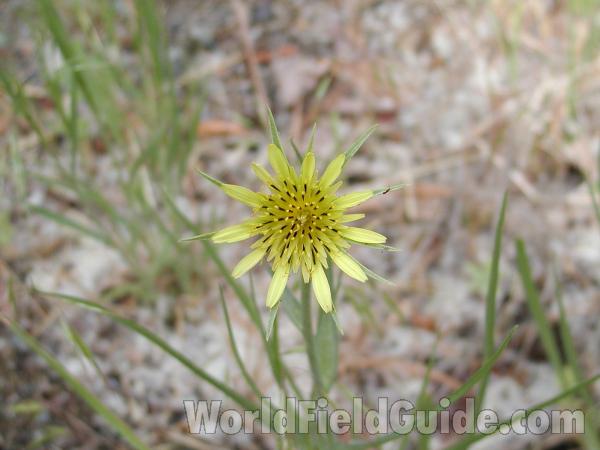 Flower<br>(Location of Picture: Omak, Washington, USA, 2002)