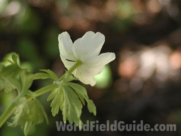 Flower Back<br>(Location of Picture: Harts Pass, Washington, USA)