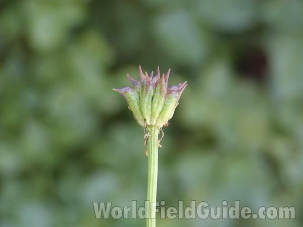 Seed Pod<br>(Location of Picture: Harts Pass, Washington, USA)