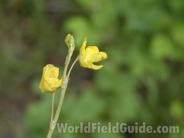 Flower<br>(Location of Picture: Green Lake, Washington, USA)