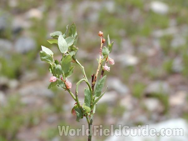 Top Of Plant<br>(Location of Picture: Cascades, Washington, USA)