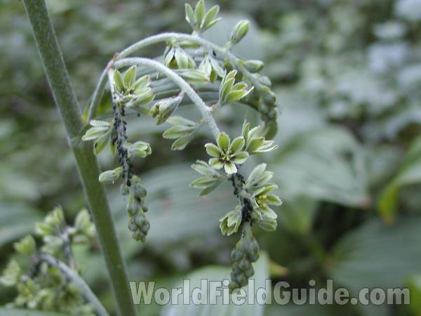 Flowers<br>(Location of Picture: Loup Loup, Washington, USA)