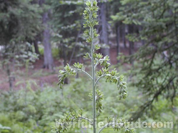 Top Of Plant<br>(Location of Picture: Loup Loup, Washington, USA)