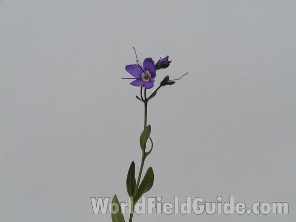 Top Of Plant<br>(Location of Picture: Harts Pass, Washington, USA)