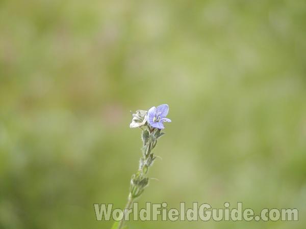 Top Of Plant<br>(Location of Picture: Cascades, Washington, USA)