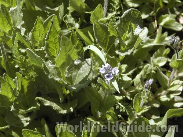 Top Of Plants<br>(Location of Picture: Cascades, Washington, USA)