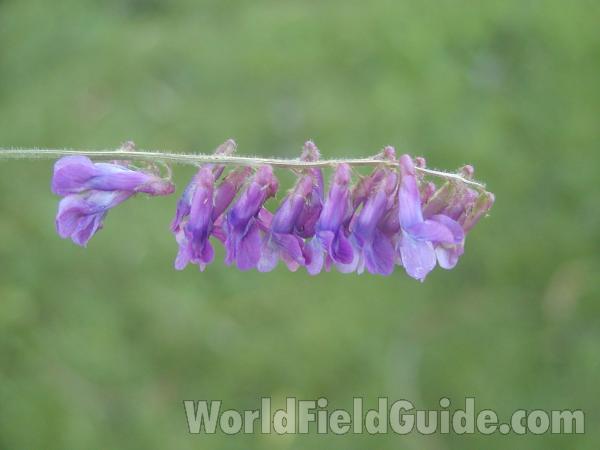 Flowers<br>(Location of Picture: Okanogan, Washington, USA)