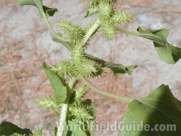 Burs<br>(Location of Picture: Okanogan, Washington, USA)
