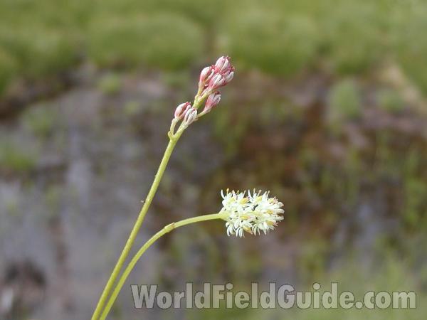Top Of Plant<br>(Location of Picture: Blue Lake, Washington, USA)