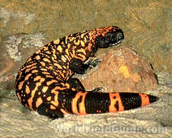 Zoo Image<br>(Location of Picture: Woodland Zoo, Seattle, Wa, USA)