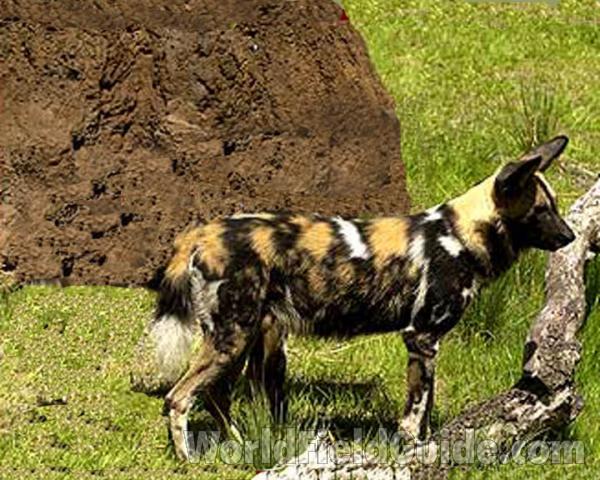 Zoo Image<br>(Location of Picture: Woodland Zoo, Seattle, Wa, USA)