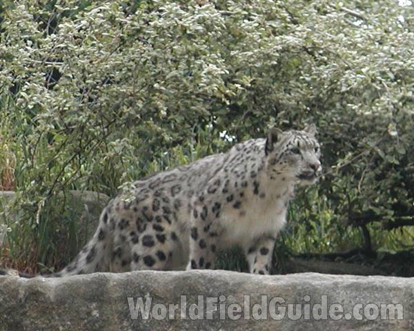 Zoo Image<br>(Location of Picture: Woodland Zoo, Seattle, Wa, USA)