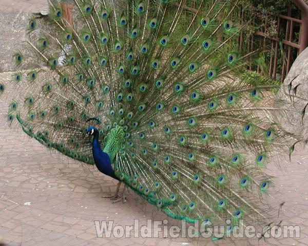 Female<br>(Location of Picture: Woodland Zoo, Seattle, Wa, USA)