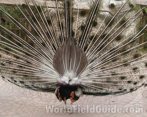 Backside<br>(Location of Picture: Woodland Zoo, Seattle, Wa, USA)