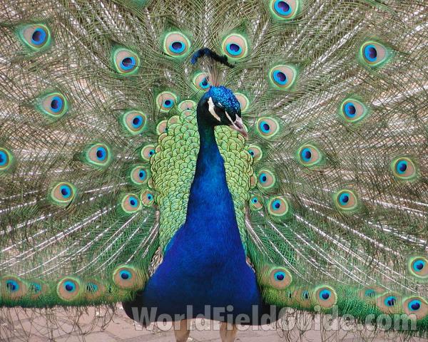 Close-up<br>(Location of Picture: Woodland Zoo, Seattle, Wa, USA)