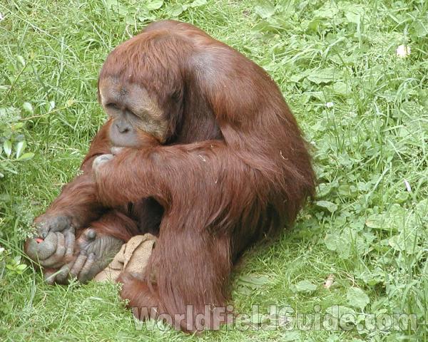 Zoo Image<br>(Location of Picture: Woodland Zoo, Seattle, Wa, USA)
