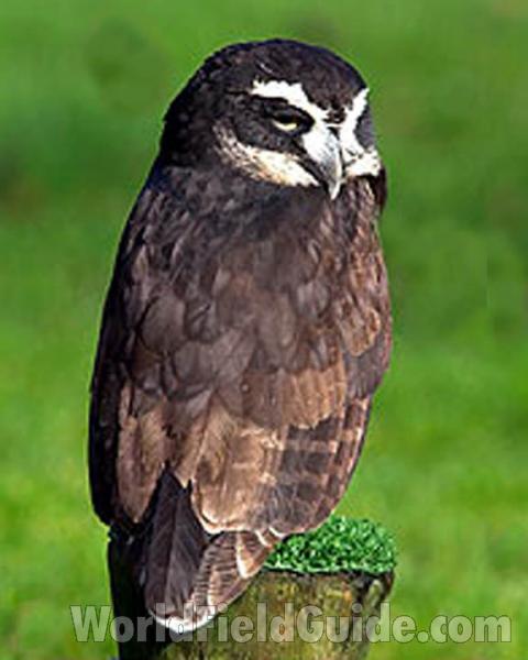 Zoo Image<br>(Location of Picture: Woodland Zoo, Seattle, Wa, USA)