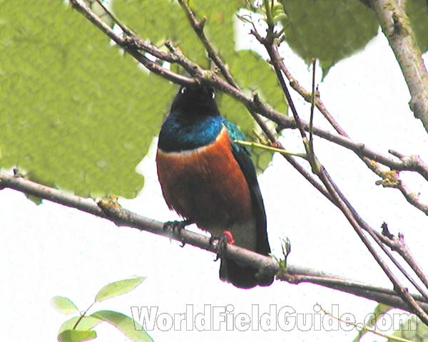 Zoo Image<br>(Location of Picture: Woodland Zoo, Seattle, Wa, USA)