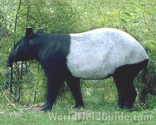 Zoo Image<br>(Location of Picture: Woodland Zoo, Seattle, Wa, USA)