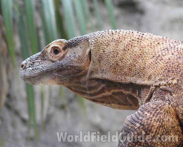 Close View<br>(Location of Picture: Woodland Zoo, Seattle, Wa, USA)