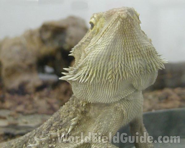 Chin Underside<br>(Origin of the Specimen: Pet)