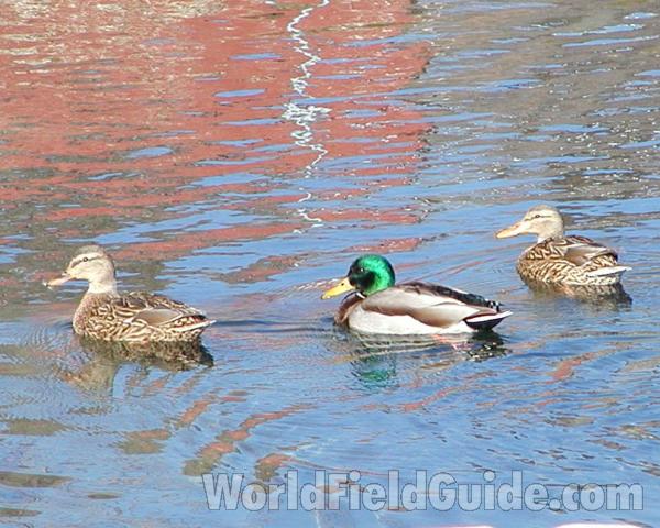 Male & 2 Females On Pond<br>(Location of Picture: Okanogan, Washington, USA)