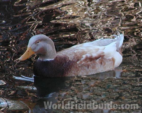 Young Male<br>(Location of Picture: Okanogan, Washington, USA)