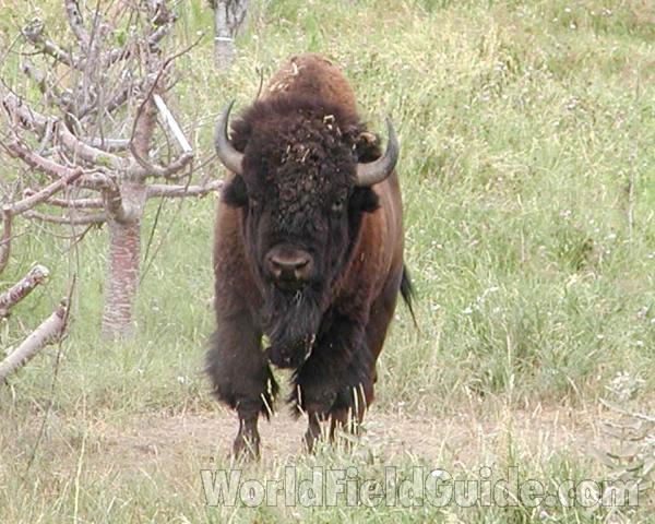 Habitat - Front View<br>(Location of Picture: Oroville, Washington, USA, 2003)