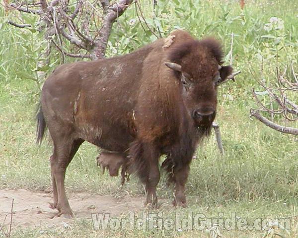 Habitat - Side View<br>(Location of Picture: Oroville, Washington, USA, 2003)