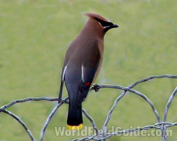 Side View<br>(Location of Picture: Okanogan, Washington, USA)