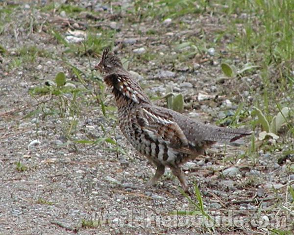 Habitat - Side View Male<br>(Location of Picture: Conconully, Washington, USA)