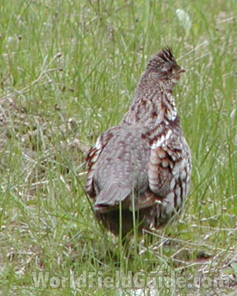 Habitat - Back View<br>(Location of Picture: Conconully, Washington, USA)