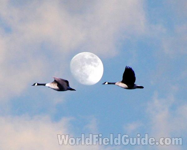 Flying<br>(Location of Picture: Okanogan, Washington, USA)