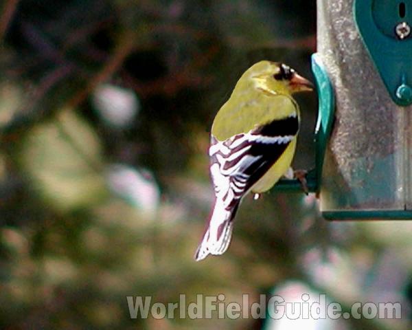 At Feeder<br>(Location of Picture: Okanogan, Washington, USA)