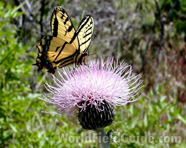 On Thistle (Cirsium undulatum)<br>(Location of Picture: Omak Lake, Washington, USA)