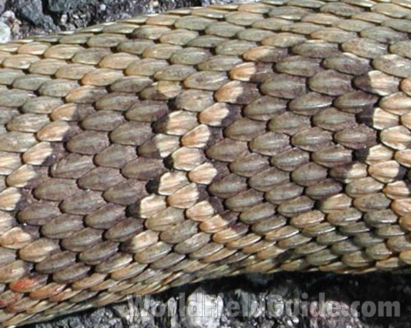 Close Up Of Scales<br>(Origin of the Specimen: Pet)