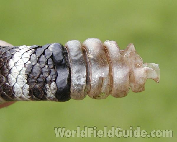 Rattle<br>(Origin of the Specimen: Pet)