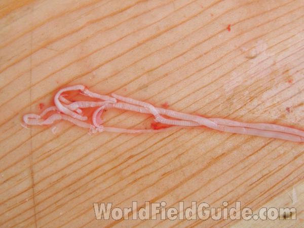 Worm On Pier<br>(Location of Picture: Rebecca Lake, Washington, USA)