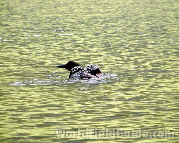 On Lake<br>(Location of Picture: Blue Lake, Washington, USA)