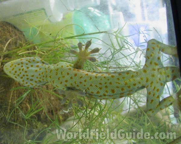 Underside<br>(Origin of the Specimen: Pet)