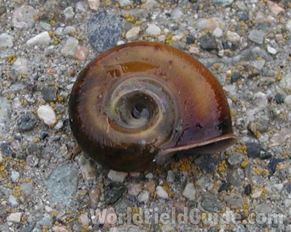 Shell Only<br>(Location of Picture: Cascade Mountains, Washington, USA)
